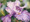 22 x 30 Divine Iris S469 Original Painting in Watercolor by Susan Edgmon