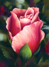16 x 22 Early Morning Rose S465-11/750 Original Painting in Pastel Print by Susan Edgmon