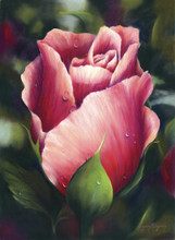 16 x 22 Early Morning Rose S465-12/750 Original Painting in Pastel Print by Susan Edgmon