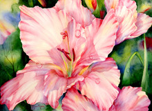 11 x 15 Floyd’s Gladiolus S516-12/500 Original Painting in Watercolor Print by Susan Edgmon