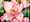 22 x 30 Floyd’s Gladiolus S516 Original Painting in Watercolor by Susan Edgmon