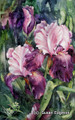 9.5 x 15.25 Karen’s Iris S527 Original Painting in Watercolor by Susan Edgmon