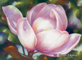 21.5 x 29.5 Magnolia S517-5/500 Original Painting in Pastel Print by Susan Edgmon
