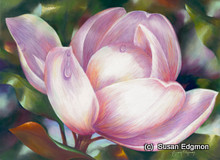 15 x 22 Magnolia S517-3/500 Original Painting in Pastel Print by Susan Edgmon
