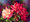 10.75 x 14.75 Mt Olive Roses S536-3/750 Original Painting in Pastel Print by Susan Edgmon