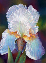 10.75 x 14.75 Robert’s Iris S535-3/750 Original Painting in Pastel Print by Susan Edgmon