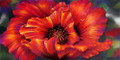 5 x 10 Red Poppy S505-11/500 Original Painting in Pastel Print by Susan Edgmon