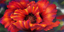 5 x 10 Red Poppy S505-12/500 Original Painting in Pastel Print by Susan Edgmon
