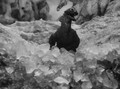 Godzilla Raids Again (1955) DVD