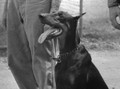 Story Of A Dog (1945) DVD