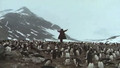 Cry of the Penguins (1971) DVD