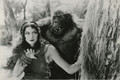 Tarzan The Tiger (1929) DVD
