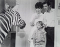 Zebra In The Kitchen (1965) DVD