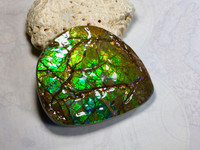 Ammolite Lucky hand display Stone with strong Colors