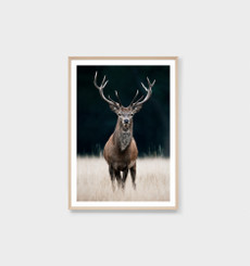 Meadow Deer Print