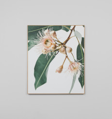 Eucalyptus Flower 2 Canvas