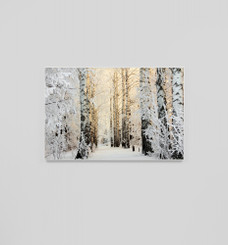 Birch Forest in Winter