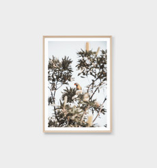 Banksia Lorikeet Print