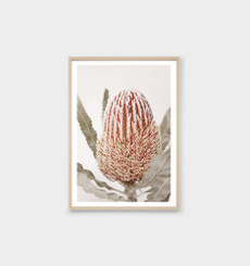 Banksia Bloom 1 Print
