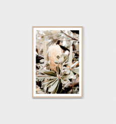  Banksia Flower Print