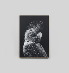 Black Cockatoo Grey Canvas
