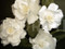 Bridal Small White Magnolia Hair Clip Handmade Silk Flower Couture Wedding Hair Accessory