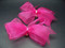 Bridal Fuchsia Pink Organdy Bow Shoe Accessories w Swarovski Crystals