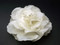 Bridal Light Ivory Silk Magnolia Flower Hair Accessory Veil Clip Large