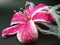 Bridal Wedding Hair Accessory Pink Stargazer Lily Veil Fascinator