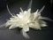 Exotic Bridal Hair Fascinator Sash Wedding Dress Feather Ivory Flower Bridal Dress Sash Wedding Dress Accessory