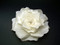 Ivory Rose Hair Wedding Dress Bridal Veil Accessory Pearls Swarovski