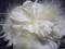 Ivory Wedding Dress Pin Fascinator Tropical Flower Bridal Accessory Bridal Dress Sash Wedding Dress Accessory