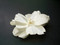 Mermaid Rose White Bridal Silk Flower Hair Clip Wedding Veil Accessory