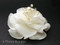 Off White Magnolia Silk Flower Couture Bridal Hair Clip Swarovski Pearl