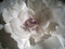 White Poppy Rose Bridal Sash Lilac Swarovski Wedding Dress Accessory
