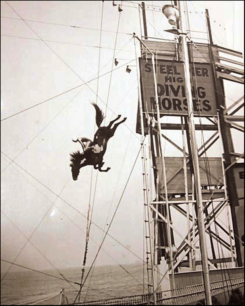 Steel Pier Diving Horse 8" x 10" Photograph Donna Elias Studios, LLC
