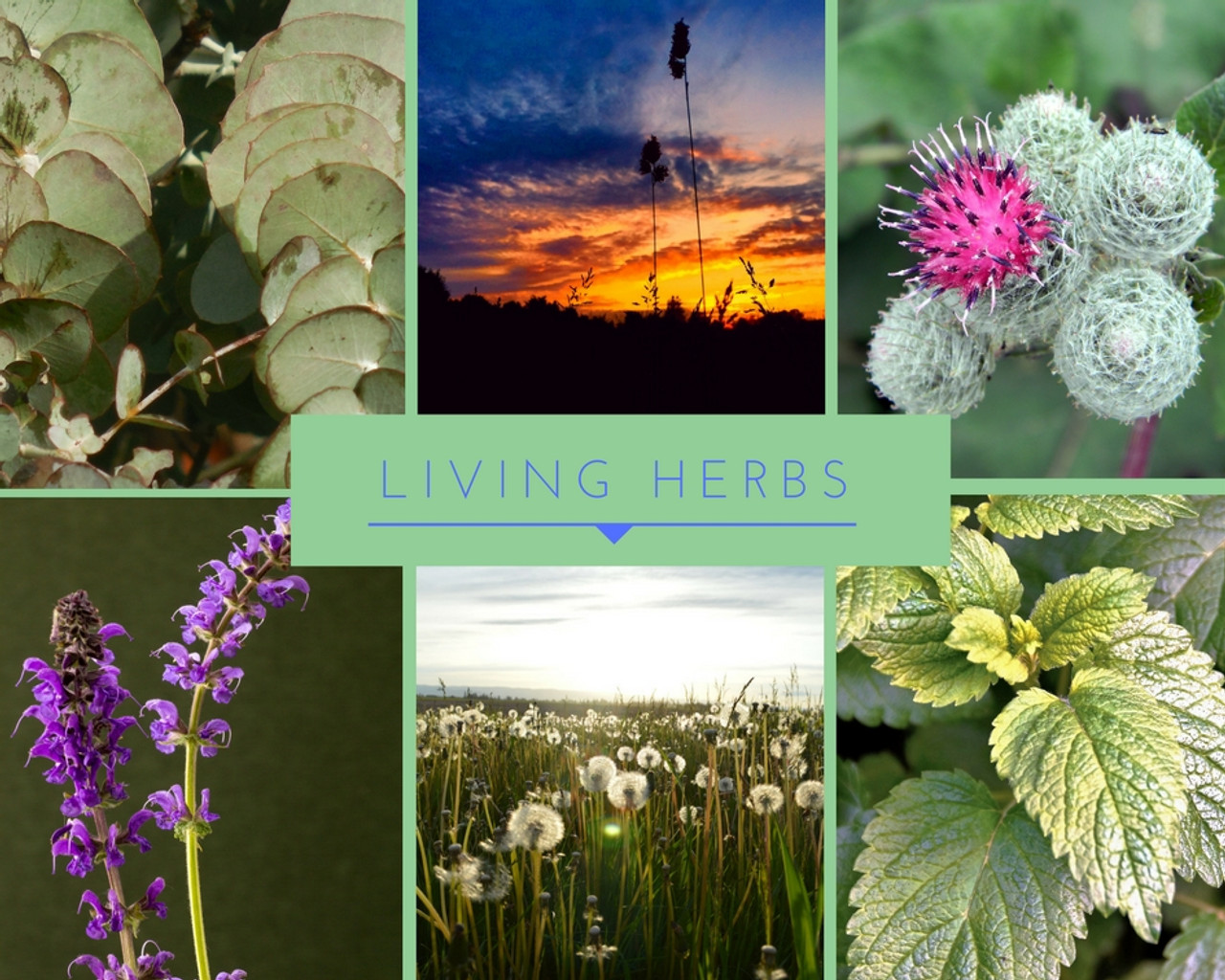 Living Fermented Herbs: Optimizing Health Through Plants