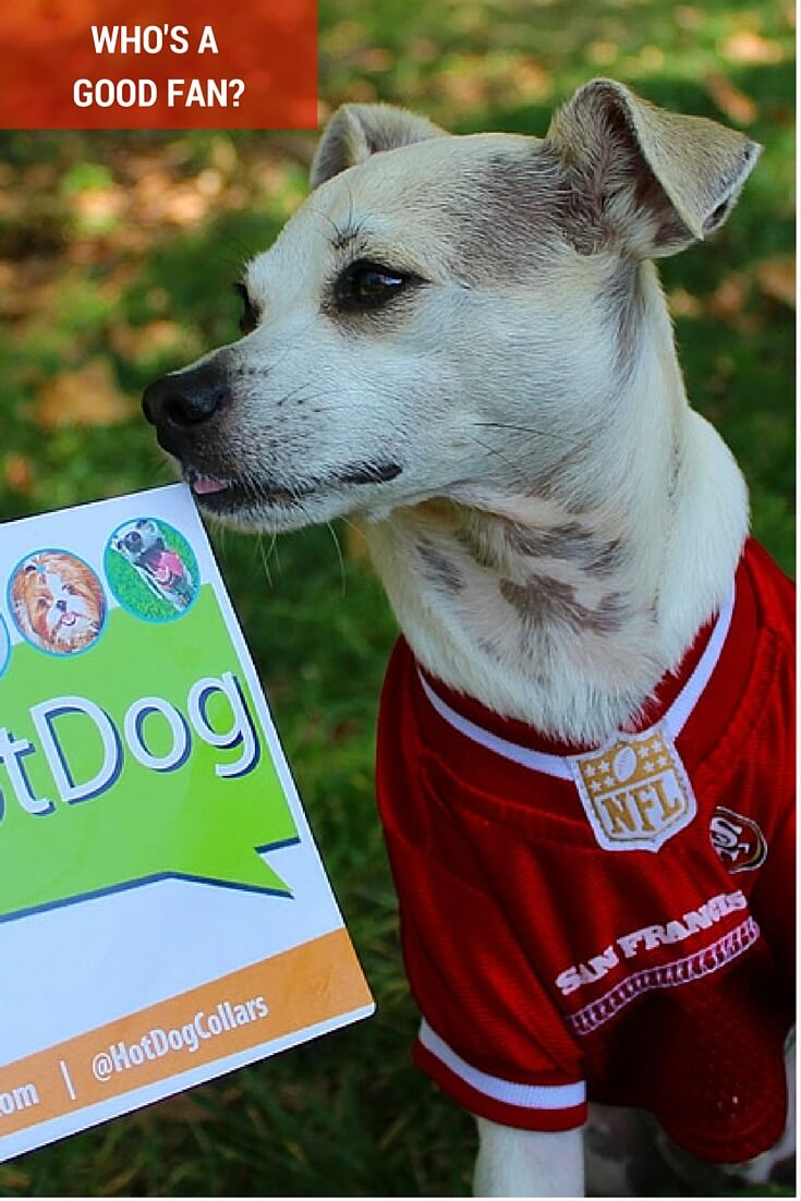 49ers Dog Jersey Official Spokesdog Happy wearing his 49ers pet jersey