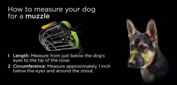 how-to-measure-for-a-dog-muzzle.jpg how-to-measure-for-a-dog-muzzle.jpg