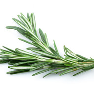 Rosemary, Rosmarinus officinalis 