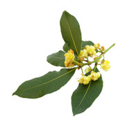 Bay Laurel, Laurus nobilis