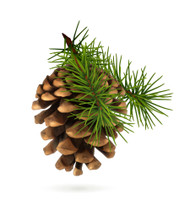 Pine, Pinus slyvestris