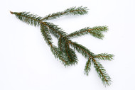 Spruce, Picea mariana