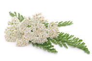 Yarrow, Achillea millefolium