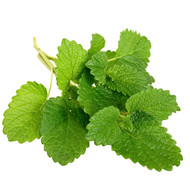 Melissa, Melissa officinalis