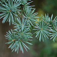 Cedarwood Atlantica, Cedrus atlantica