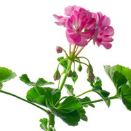 Geranium, Pelargonium graveolens