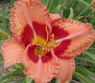 Juanita's Picotee Delight