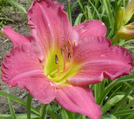 Linda Guidry