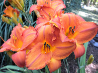 Mauna Loa